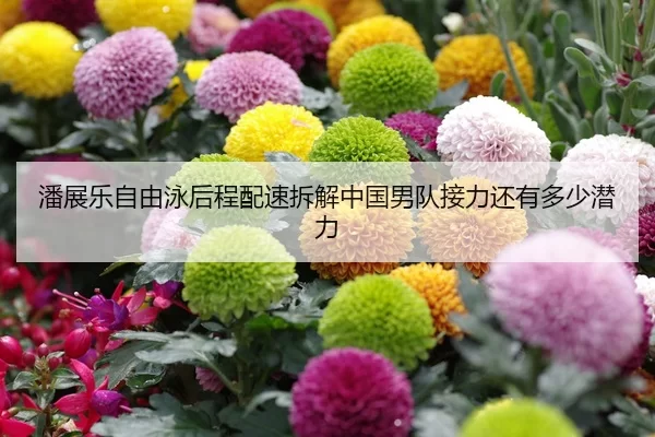 潘展乐自由泳后程配速拆解中国男队接力还有多少潜力